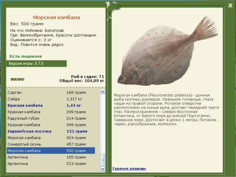 Морская камбала тип. Морская камбала (pleuronectes platessa). Камбала вес. Тип симметрии камбалы. Камбала рецепты.