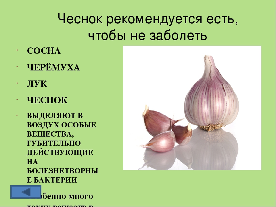 Чеснок презентация. Вещества в луке и чесноке. Доклад про чеснок. Состав чеснока.