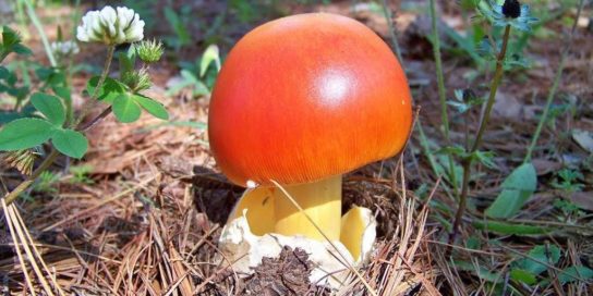 фото цезарского гриба
