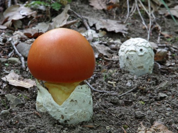 Характеристика царского гриба