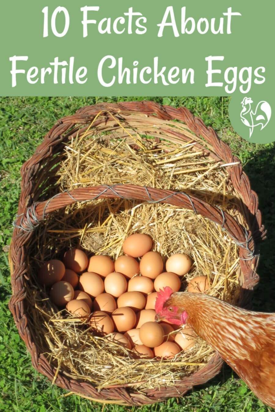 10 facts about fertile chicken eggs - pin for later.