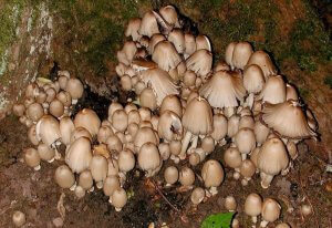 Выращивание в помещении гриба навозника